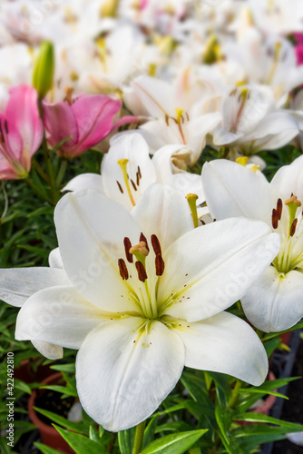 Fototapeta Naklejka Na Ścianę i Meble -  Close-up white lily flowers in the garden.