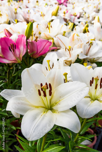 Fototapeta Naklejka Na Ścianę i Meble -  Close-up white lily flowers in the garden.