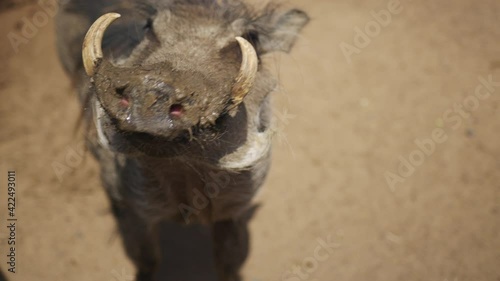 Common Adult Warthog, South Africa Warthog.
