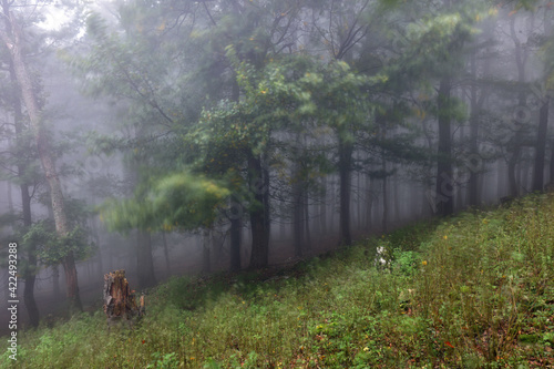 Forest with mist, Foggy woods. Nature landscape