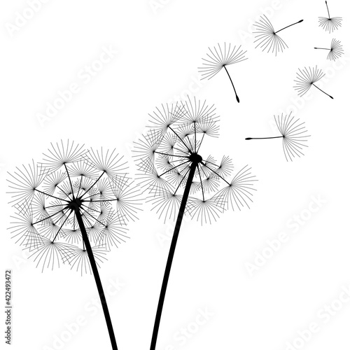dandelion flowers silhouette with flying seeds