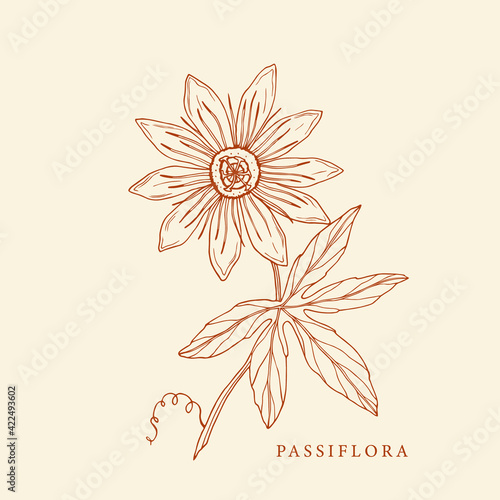 Hand drawn passiflora illustration. Botanical design photo
