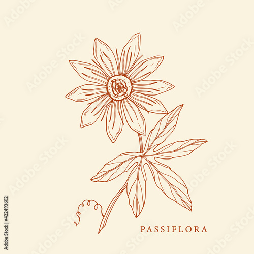 Ταπετσαρία Hand drawn passiflora illustration. Botanical design