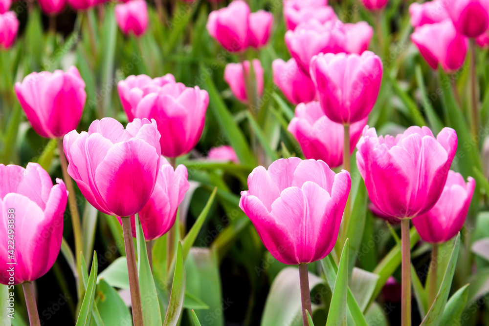 Close-up of tulips growing in the garden Close-up of tulips growing in the garden