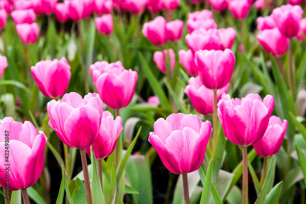 Close-up of tulips growing in the garden