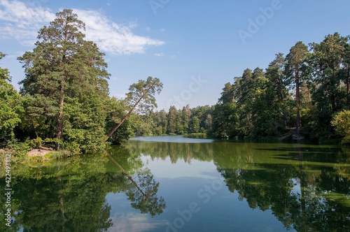 Natural lake with forest in the background in the summer sunny day..Beautiful view on the forest lake. Nature landscape. Reflection of forest in lake.