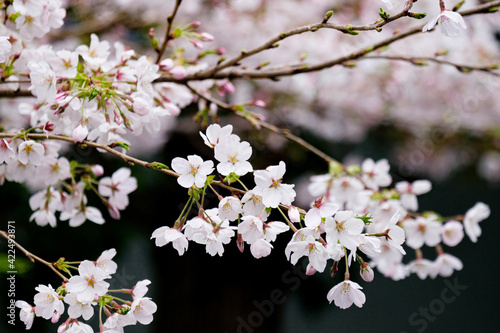Beautiful Sakura Branch in Japan