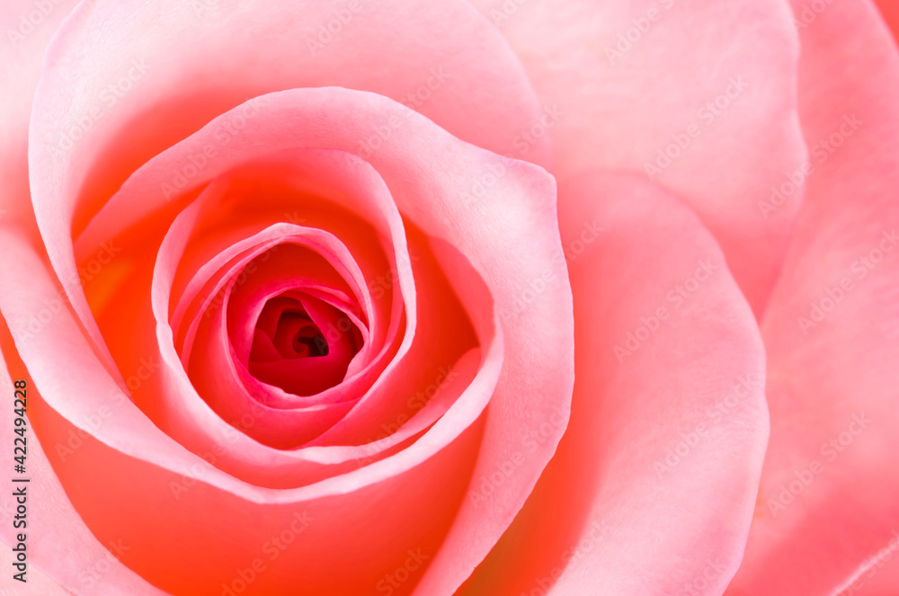 Pink rose close-up can be used as a background image Pink rose close-up can be used as a background image