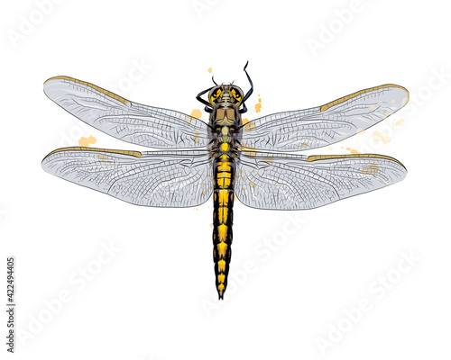 Dragonfly from a splash of watercolor, colored drawing, realistic. Vector illustration of paints
