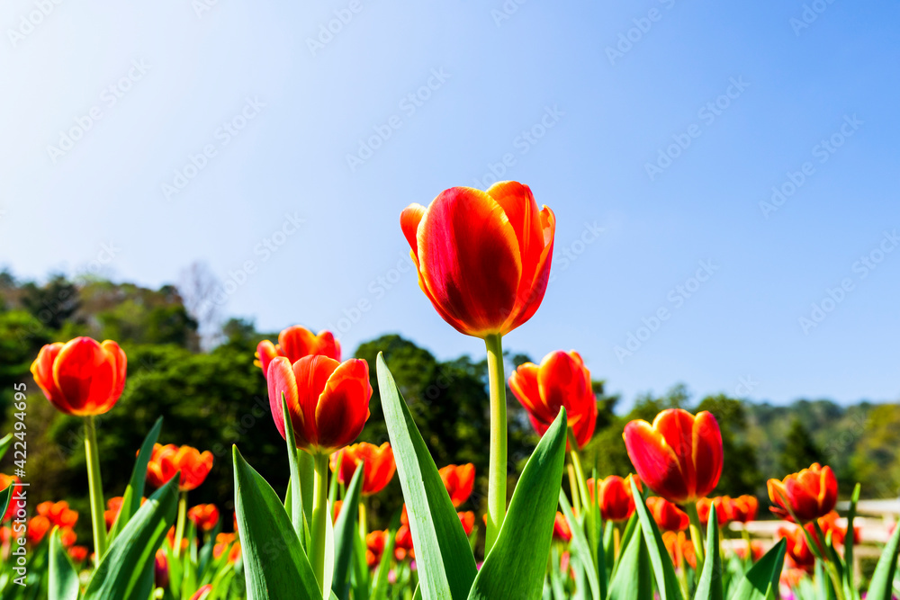 Beautiful tulips flower with the blue sky background Beautiful tulips flower with the blue sky background