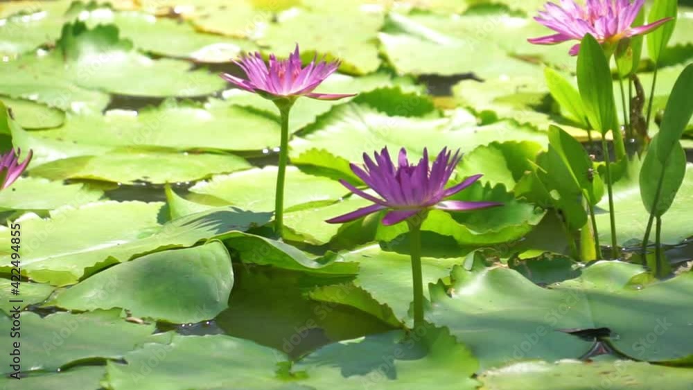 red lotus water lily blooming on water surface and Green leaves toned red lotus water lily blooming on water surface and Green leaves toned