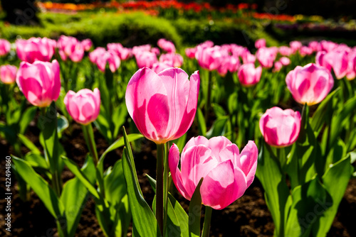 Beautiful tulips growing in the garden.