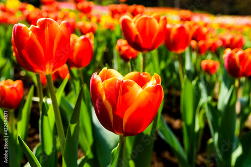 Beautiful tulips growing in the garden. © BINGJHEN