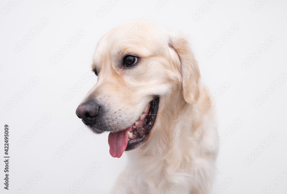 Portrait of a golden retriever on a white background. happy dog Portrait of a golden retriever on a white background. happy dog