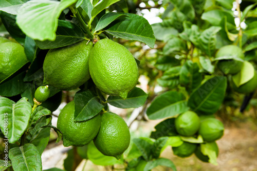 Wallpaper Mural close-up of green lemon fruits on a lemon tree in Taiwan. Torontodigital.ca
