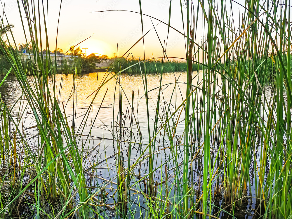 Obraz premium pond water and sunrise in the background