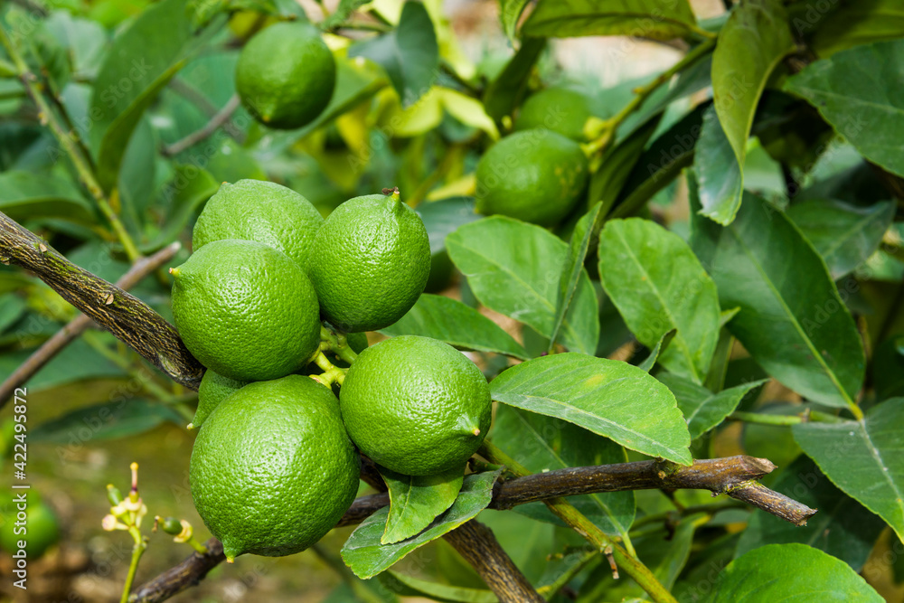 Close-up of green lemon fruits on a lemon tree in Taiwan.