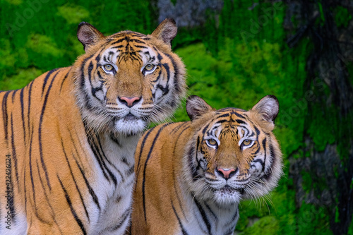 Close up front portrait of two young Amur  Siberian  tigers looking at camera