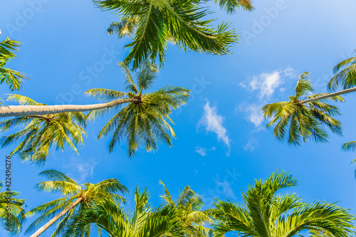 Fototapeta Naklejka Na Ścianę i Meble -  Beautiful tropical coconut palm tree on blue sky white cloud around beach sea ocean