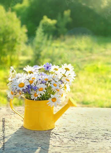 Fototapeta Naklejka Na Ścianę i Meble -  meadow flowers bouquet in yellow watering can, sunny day. rustic garden still life. summer blossom season. copy space