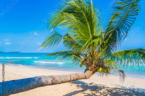 Beautiful tropical beach sea ocean with coconut palm tree