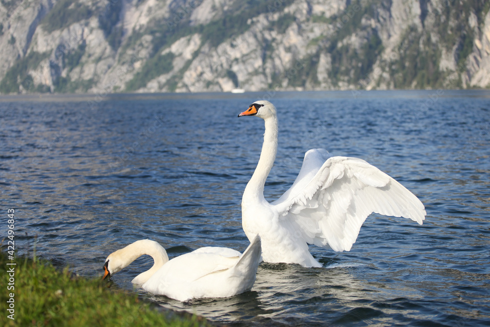 
Beautiful swan swims in a lake in Austria
