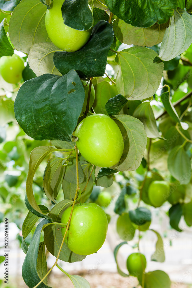 Close-up of green jujube fruit growing in the orchard of Taiwan.