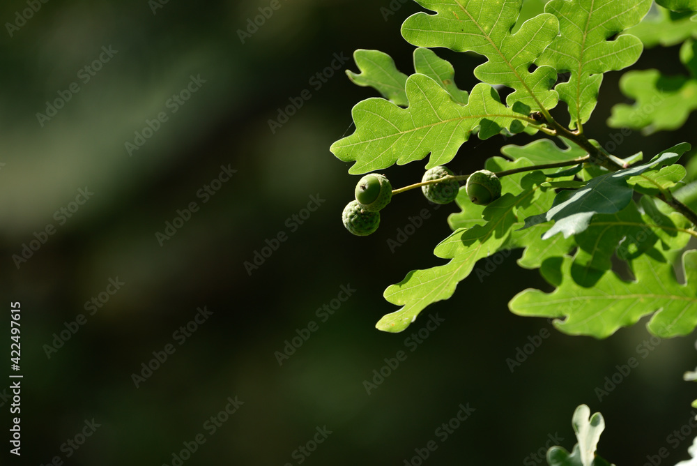 young acorns on twigs with green oak leaves young acorns on twigs with green oak leaves