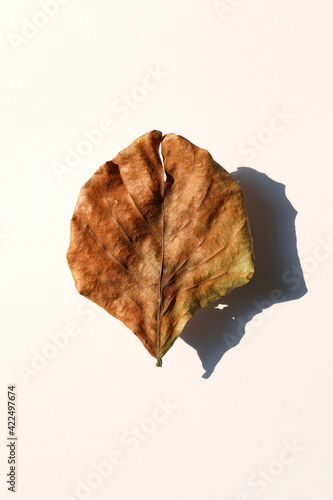Dry leaves and shadows on a white background