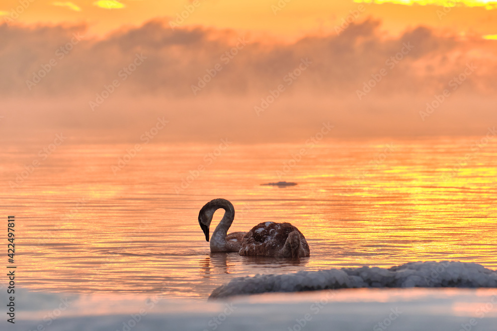 A couple of swan chick in water during the strong frost in Finland. On the foreground ice-covered seashore, on the background sunset.