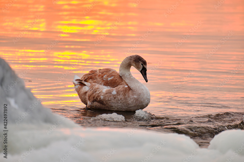 Swan chick in water during the strong frost in Finland. On the foreground ice-covered seashore, on the background sunset.