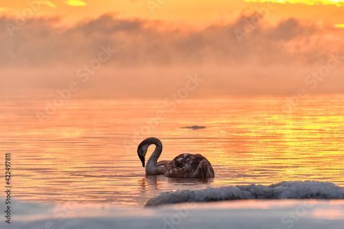 Obraz na płótnie A couple of swan chick in water during the strong frost in Finland. On the foreground ice-covered seashore, on the background sunset. w salonie