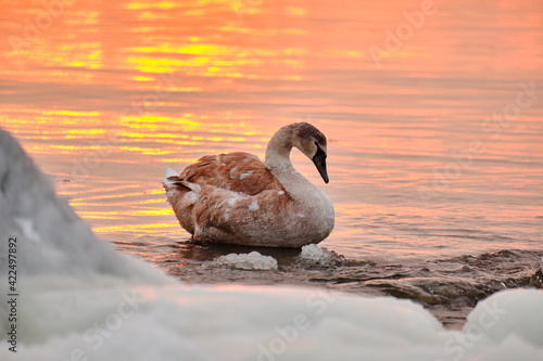 Obraz na płótnie Swan chick in water during the strong frost in Finland. On the foreground ice-covered seashore, on the background sunset. w salonie