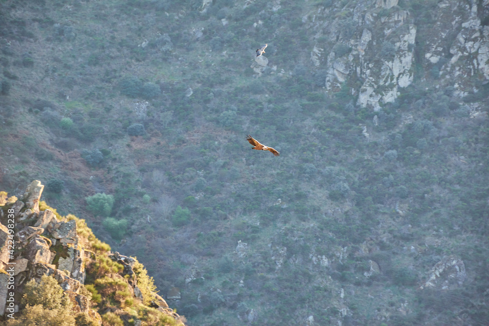 Obraz premium Bird flying near a rocky cliff with a river.