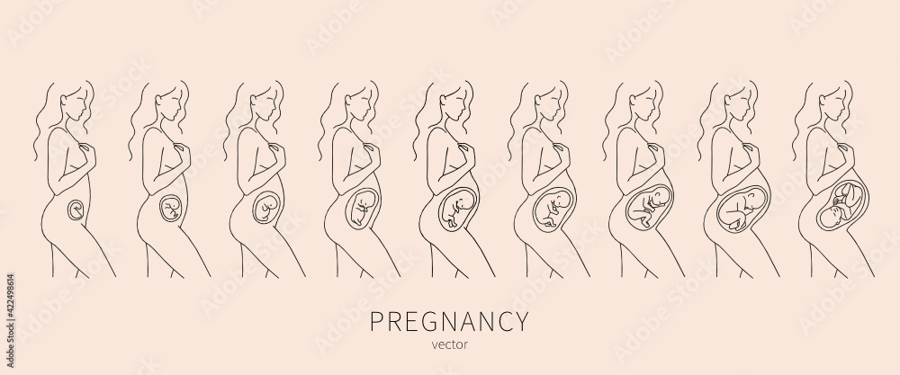 Obraz premium The growth of a human fetus in vector. Silhouette of a pregnant woman 