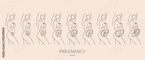 The growth of a human fetus in vector. Silhouette of a pregnant woman 