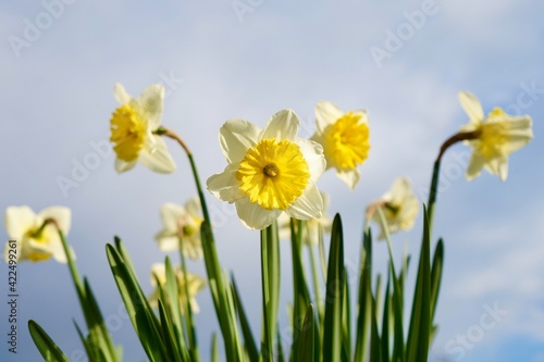 Ice Follies white narcissus with a yellow core bloom in the garden on blue sky background
