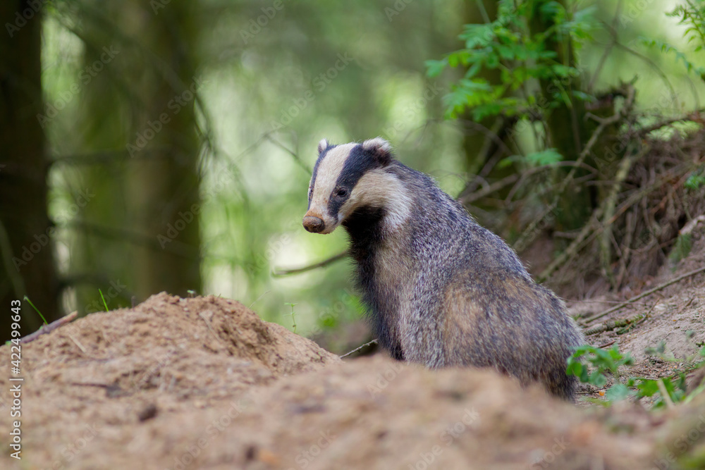 borsuk badger