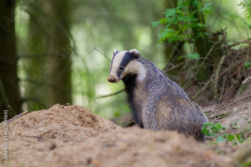 Obraz na płótnie borsuk badger w salonie