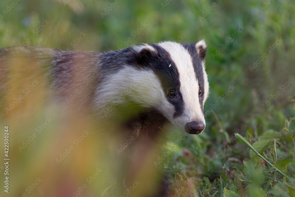 borsuk badger