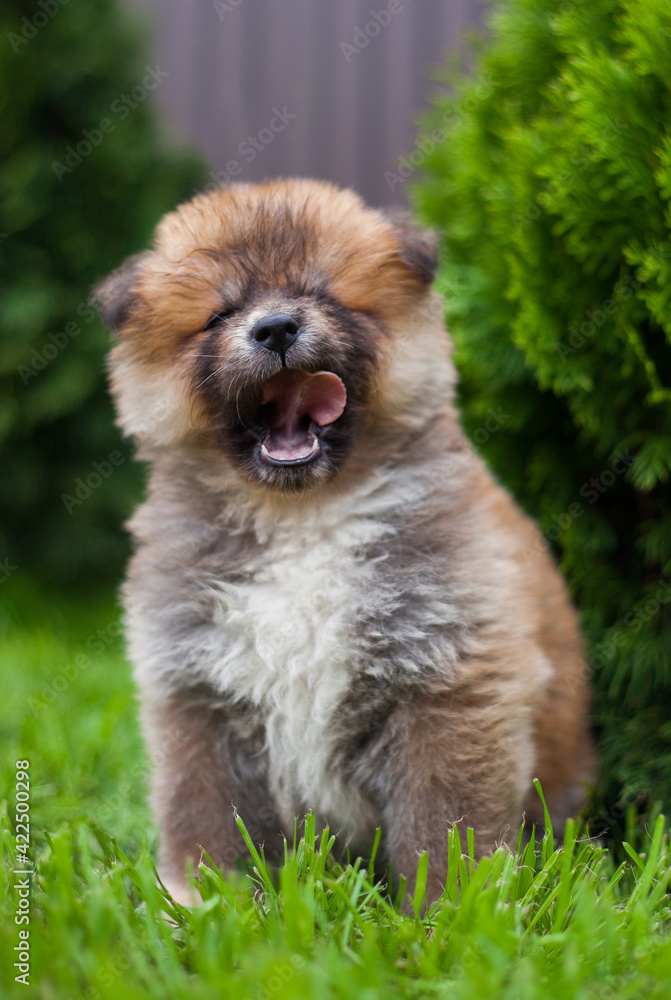 Fototapeta premium little puppy akita inu