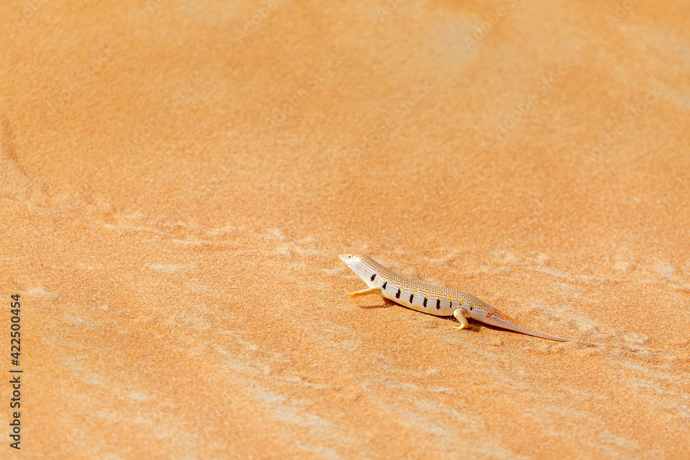 Lizard in the desert in Liwa, Western Region, UAE Lizard in the desert in Liwa, Western Region, UAE