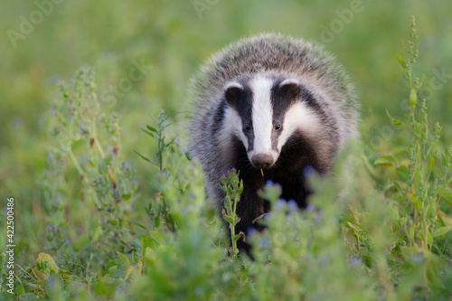 borsuk badger © Pawel