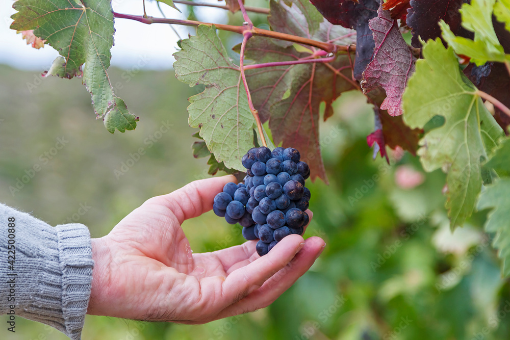 Rioja Alavesa vineyards ripening in autumn