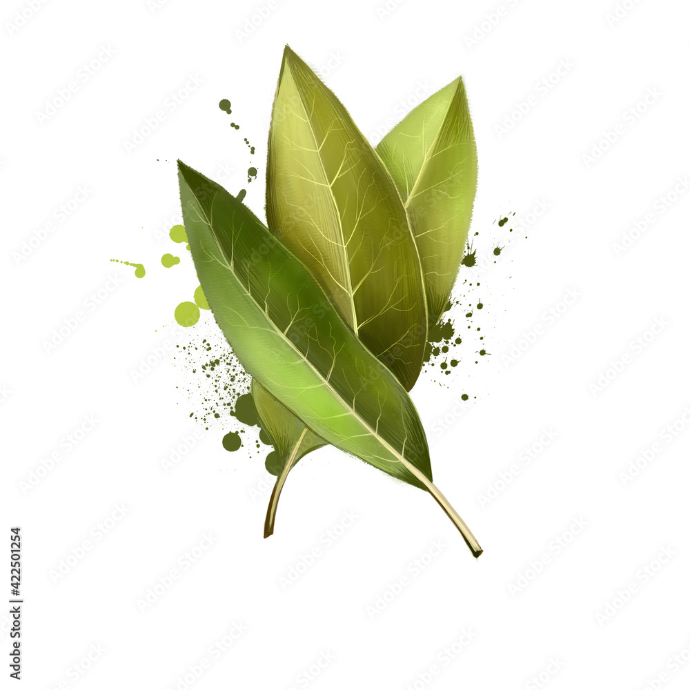 Bay leaves isolated on white background. Dry bay leaf. Dried laurel bay leaves in bundle. Herbs