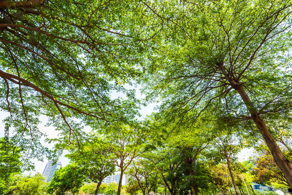 Fototapeta premium low angle view of green trees with the blue sky background