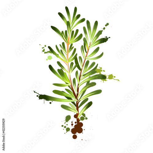 Fototapeta Naklejka Na Ścianę i Meble -  Watercolor rosemary branch and flowers. Rosmarinus officinalis. Woody, perennial herb with fragrant, evergreen, needle-like leaves and pink, purple, blue flowers. Member of the mint family Lamiaceae