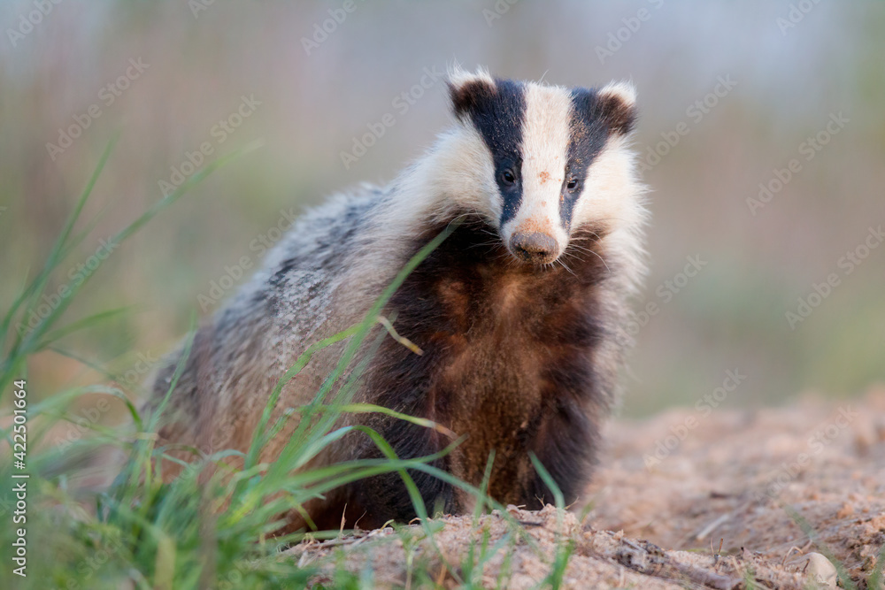 borsuk badger
