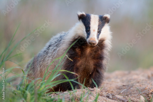 Obraz na płótnie borsuk badger w salonie