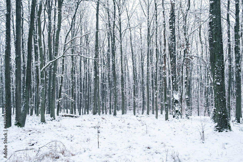 Winter forest landscape Winter forest landscape